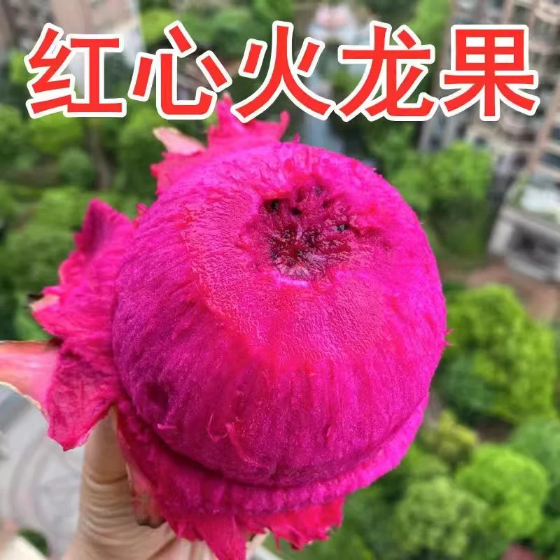 红心火龙果广西隆安火龙果红肉水果优选皮薄5/1斤