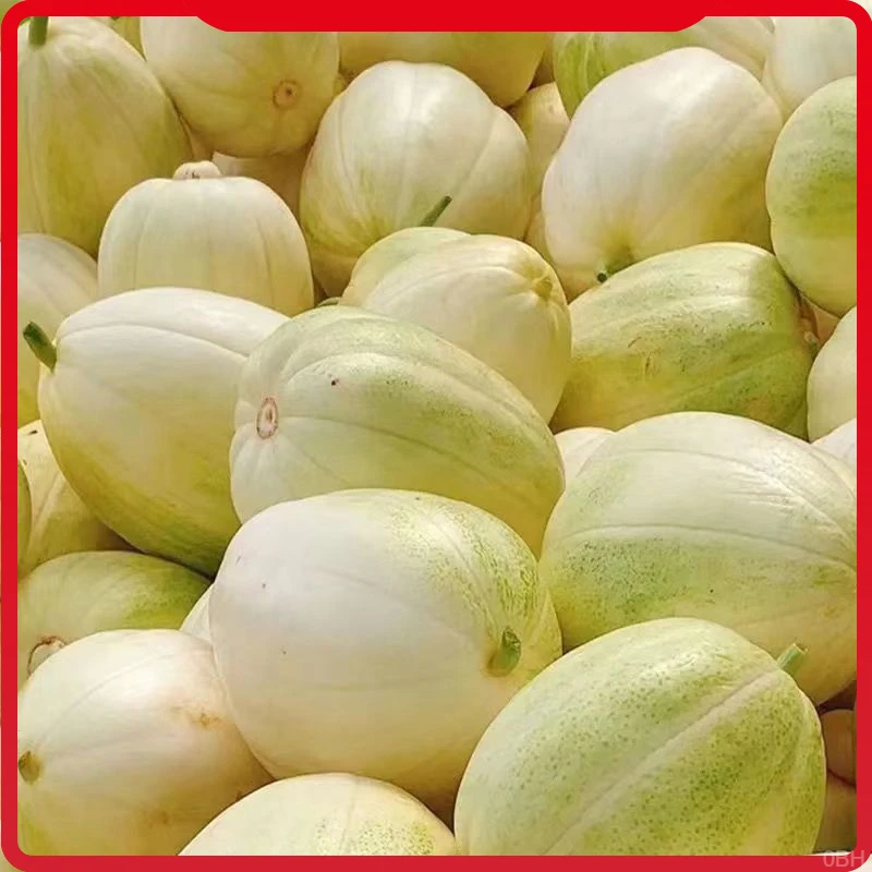 香瓜应季水果巴盟白莲脆甜瓜时令当季整箱装白糖罐白梨脆内蒙特产