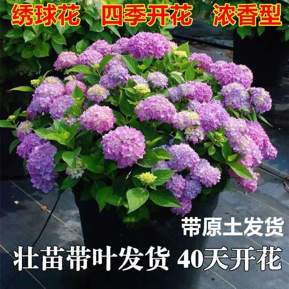 无尽夏绣球花苗盆栽花卉植物室内阳台带花苞好养的花四季开花不断
