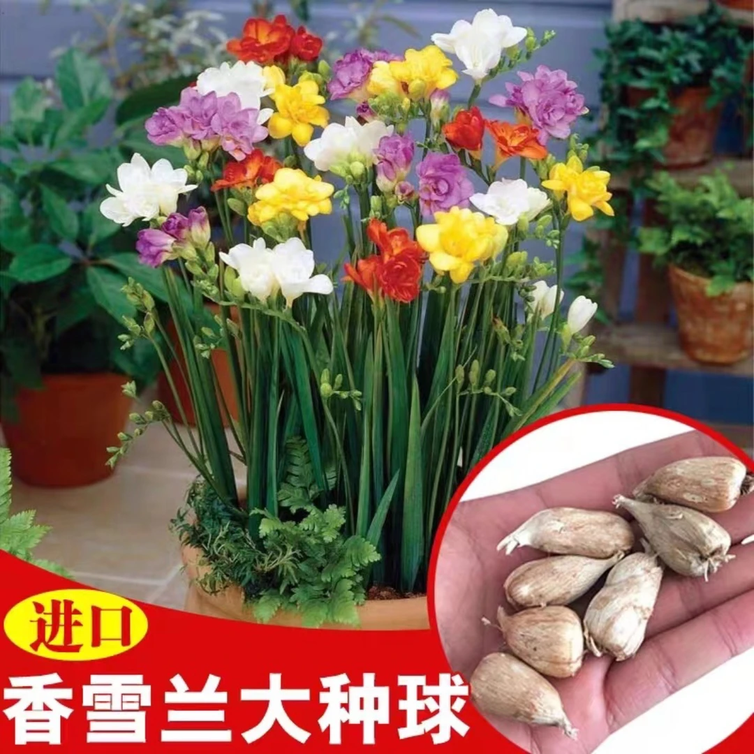 香雪兰重瓣浓香型花卉驱蚊盆栽小苍兰室内外阳台好养耐寒植物花卉