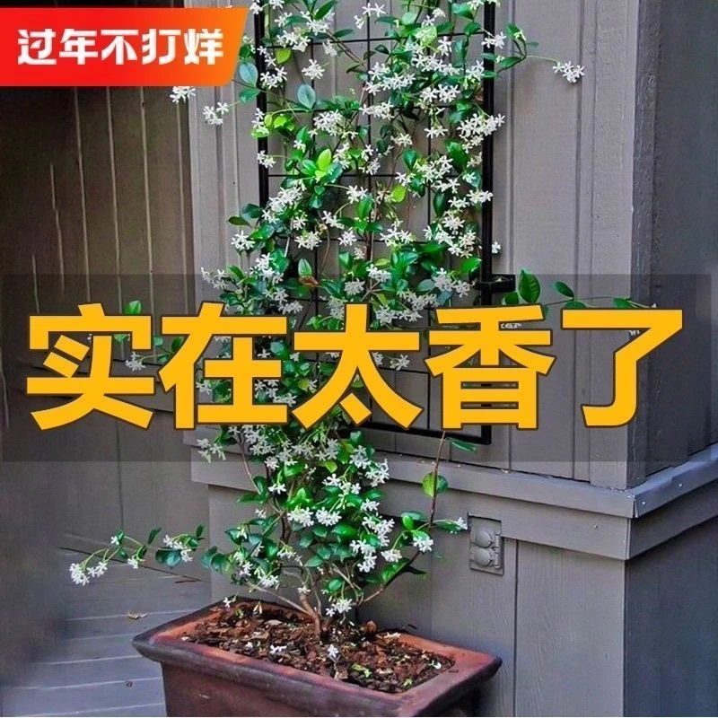 风车茉莉花盆栽懒人好养络石藤垂丝爬藤花卉耐寒阳台植物四季开花