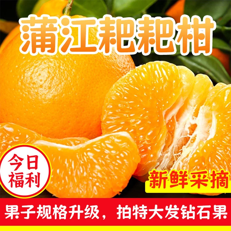 【邮政补贴】四川春见耙耙柑净重4.5—8斤果园直发香甜多汁送礼佳选
