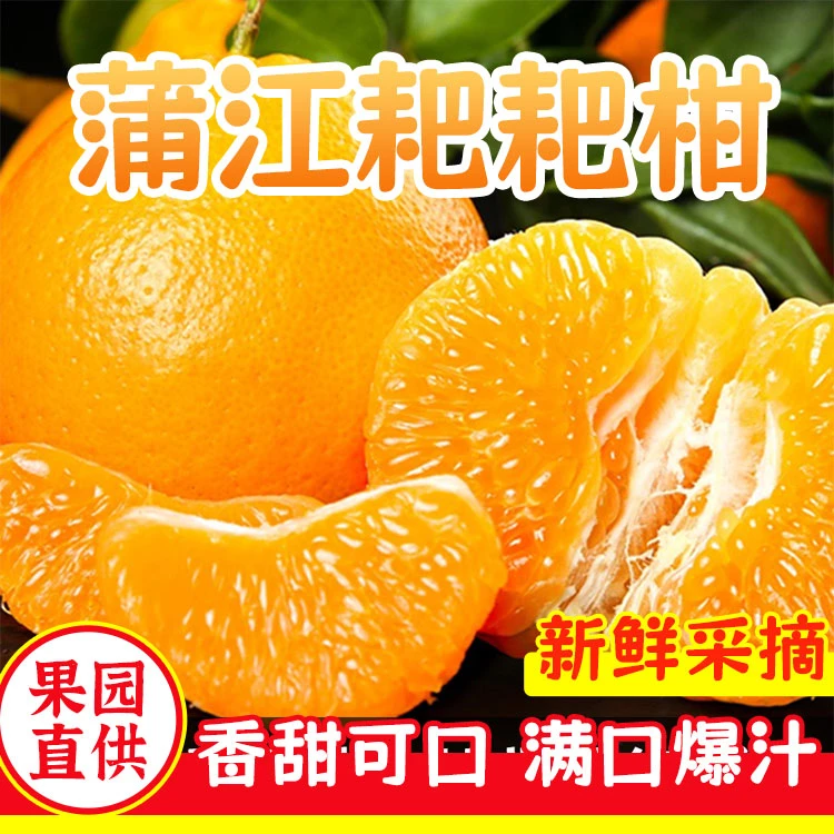 【邮政补贴】四川蒲江耙耙柑净重8斤香甜多汁颗颗饱满送礼佳选