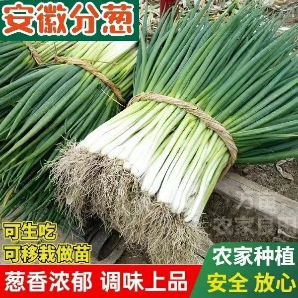 安徽分葱新鲜蔬菜农家自种可生吃可盆栽可蘸酱