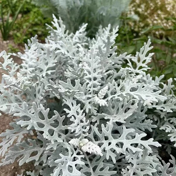 银叶菊盆栽银叶植物花镜组合搭配盆栽耐寒庭院阳台观叶多年生植物