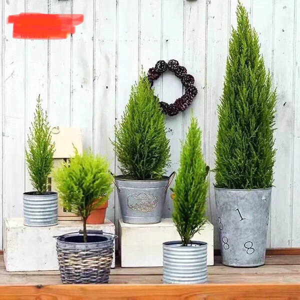 香松盆栽四季长青圣诞树庭院阳台易养活耐寒金冠柏室内可驱蚊绿植