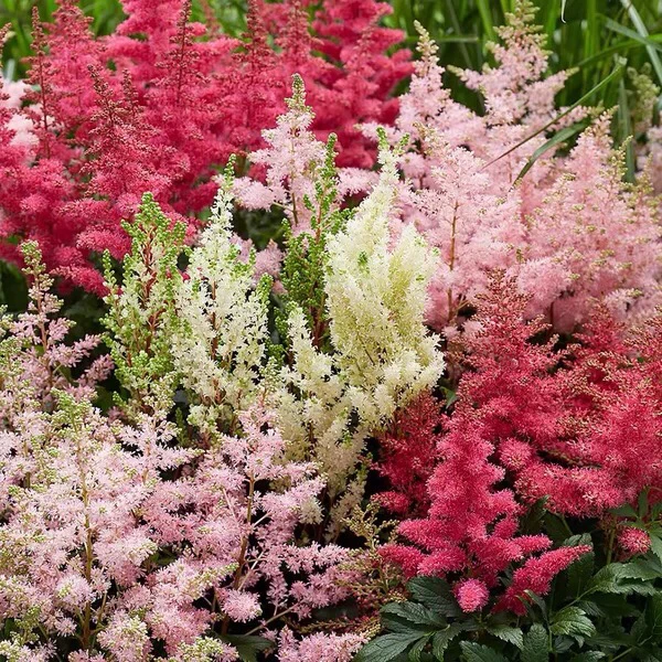 落新妇盆栽多年生庭院阳台花苗轻奢家庭办公室花卉荷兰进口可插花