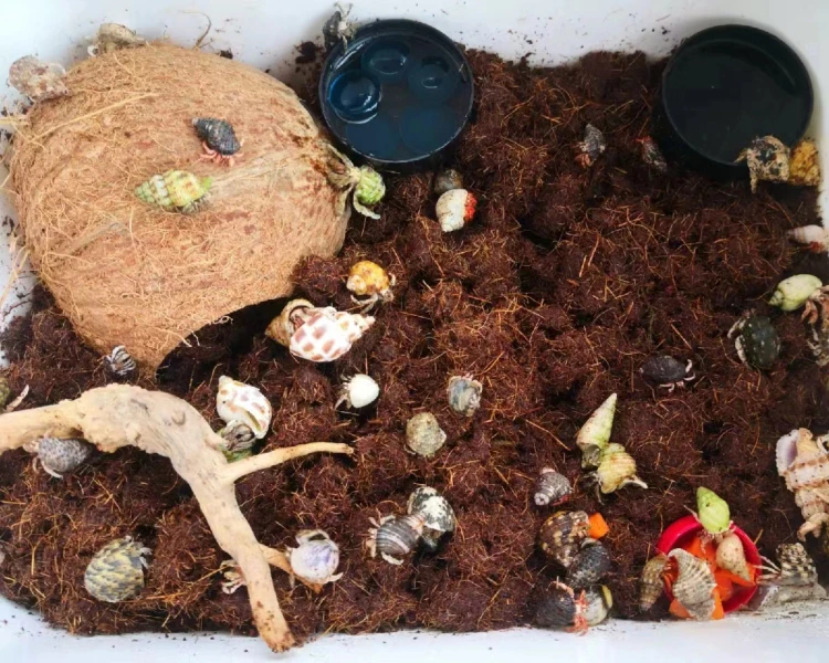 豆丁寄居蟹黑莓里拉毛球短腕西沙