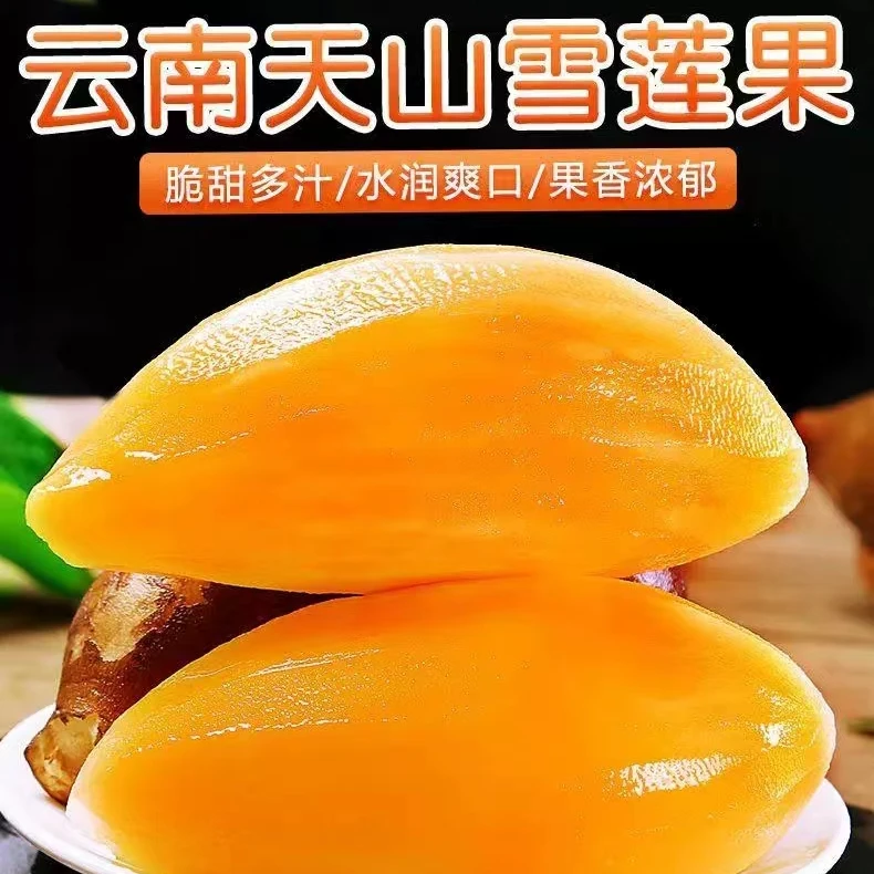 云南天山雪莲果新鲜泥沙地现挖低糖清多汁