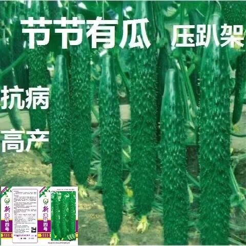 绿芯高产旱黄瓜种子绿心密刺青黄瓜种籽秧苗子农家阳台四季蔬菜
