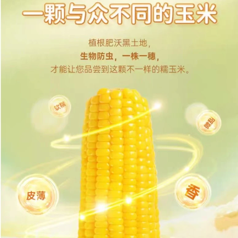 【玉糯金香】8支1300克新鲜甜糯玉米12CM代餐粗粮颗粒自然营养新鲜