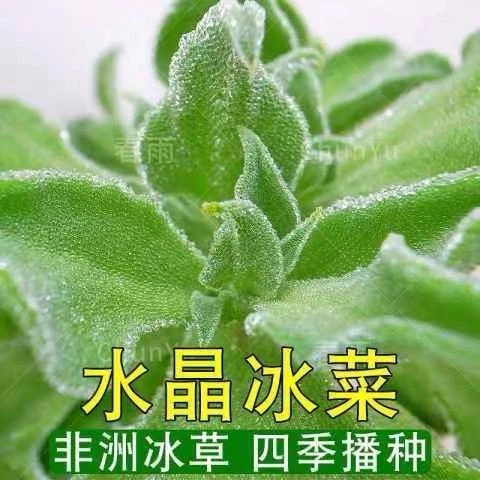 水晶冰菜种子四季阳台盆栽冰草种子养生色栽培蔬菜种子