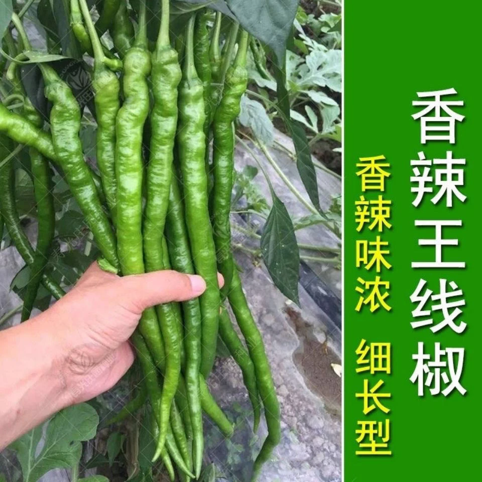 香辣线椒种子薄皮长长春秋早熟种籽阳台四季辣椒蔬菜种子