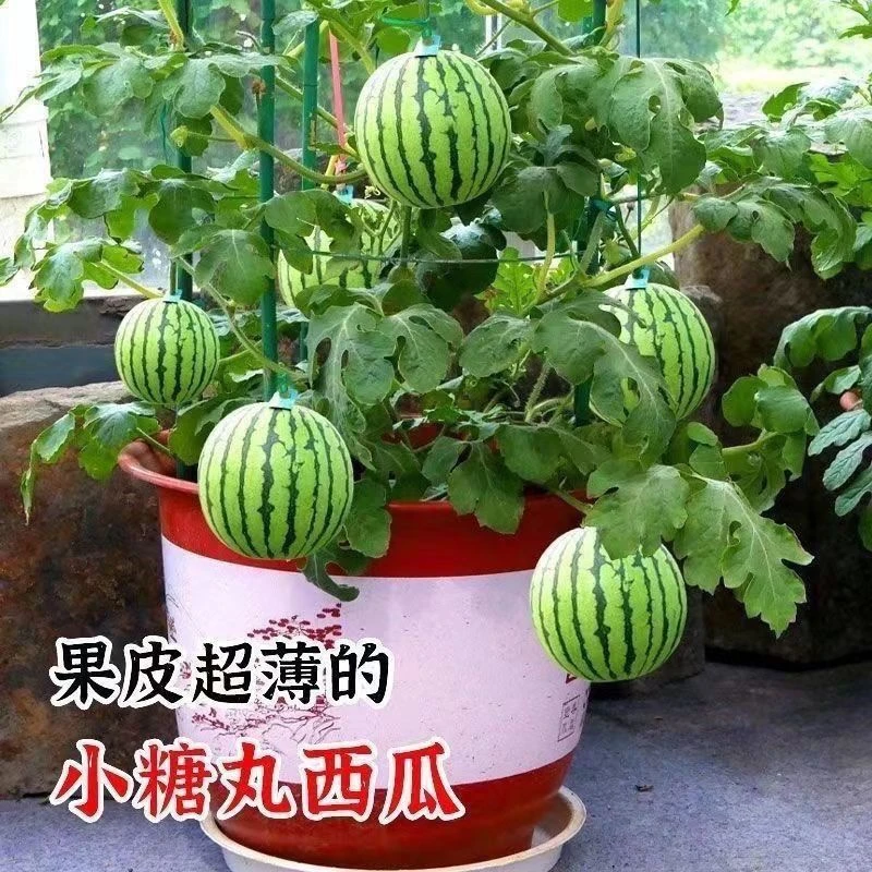 甜麒麟蜜罐小西瓜籽无籽小西瓜四季种植阳台庭院盆栽水果籽