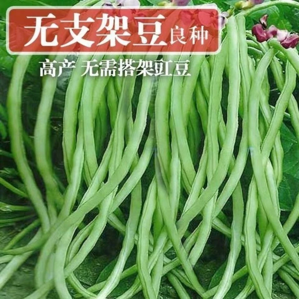 长干枝梅豆角种子中早熟长达.米肉厚脆嫩长翠绿豆