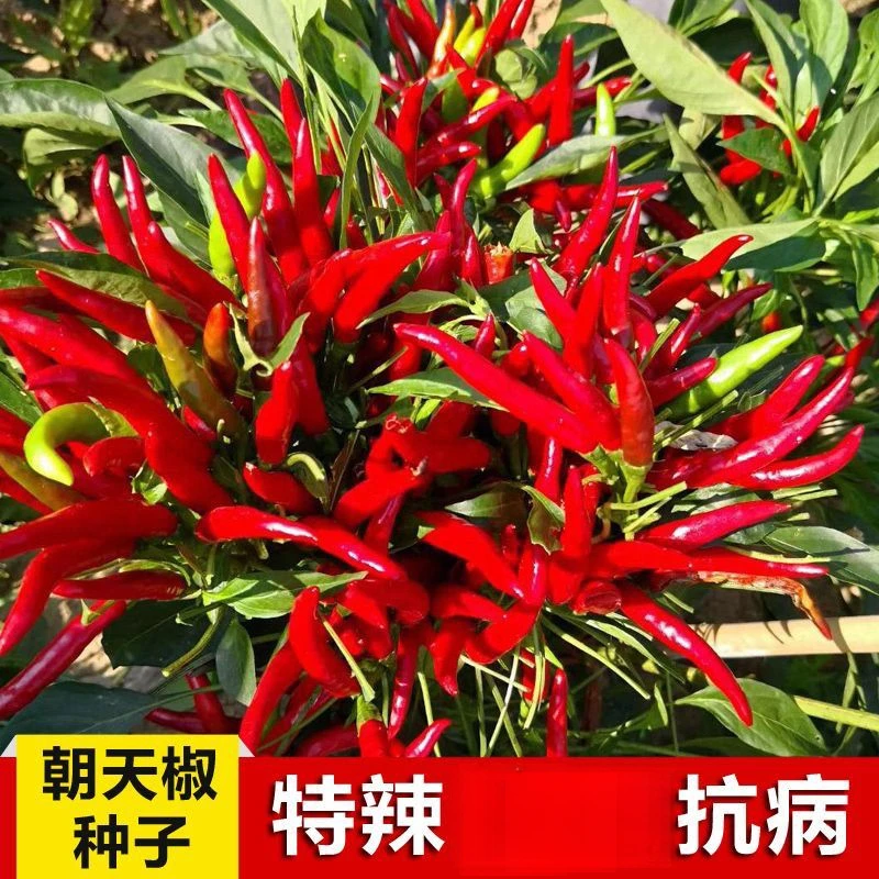 朝天椒种种子小米辣椒种子春夏阳台盆栽农家菜园蔬菜种子
