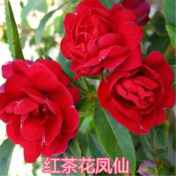 重瓣茶花凤仙花种子指甲花春秋四季开花庭院室内阳台盆栽花卉种籽