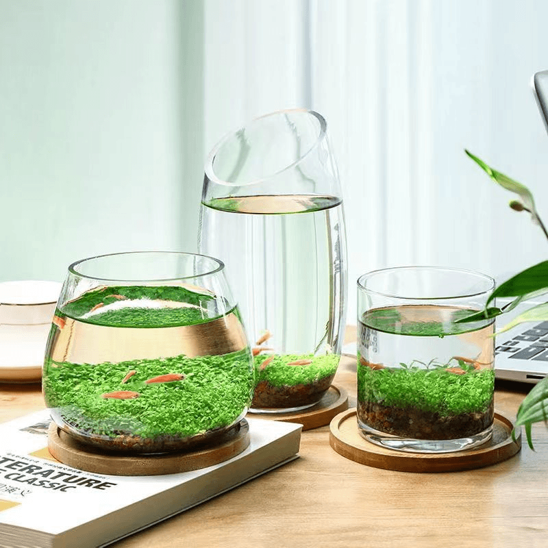 鱼缸水草种子微景观增氧创意桌面盆栽水培植物专用水造景对叶