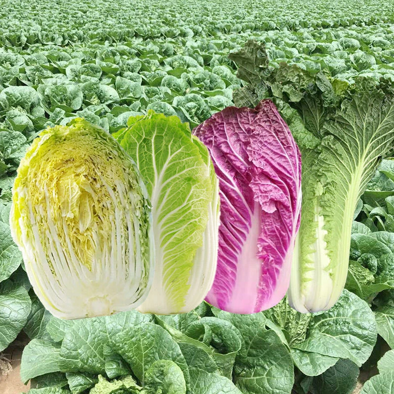 新品种紫色大白菜种子四季播种火凤凰白菜籽小白菜农家庭院蔬庭院