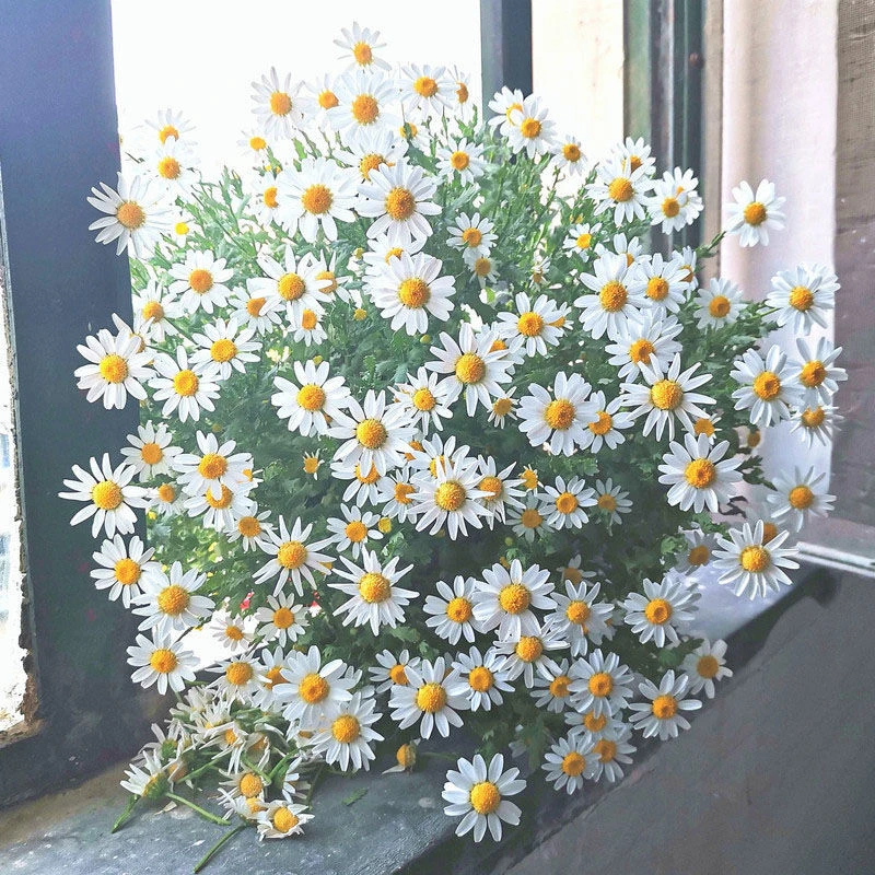 洋甘菊花小雏菊种子爆盆四季开花活花卉种子发芽菊花种子庭院浇水