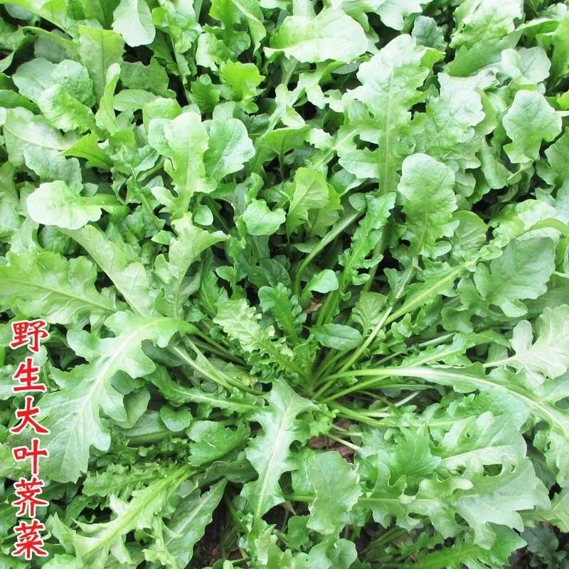 荠菜种子野生荠荠菜大叶野菜种籽阳台四季盆栽青菜保健蔬菜种