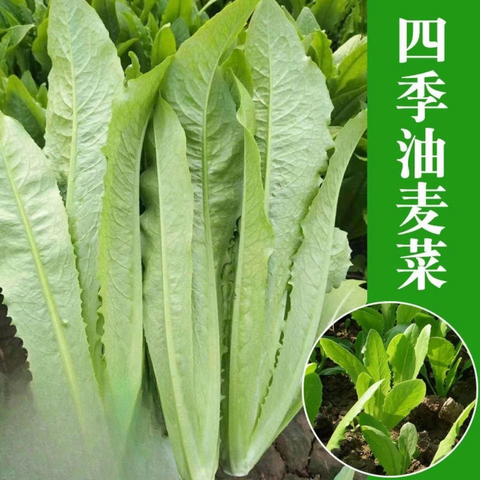 油麦菜种子春秋四季播种青菜阳台盆栽田园红叶油麦菜蔬莱庭院