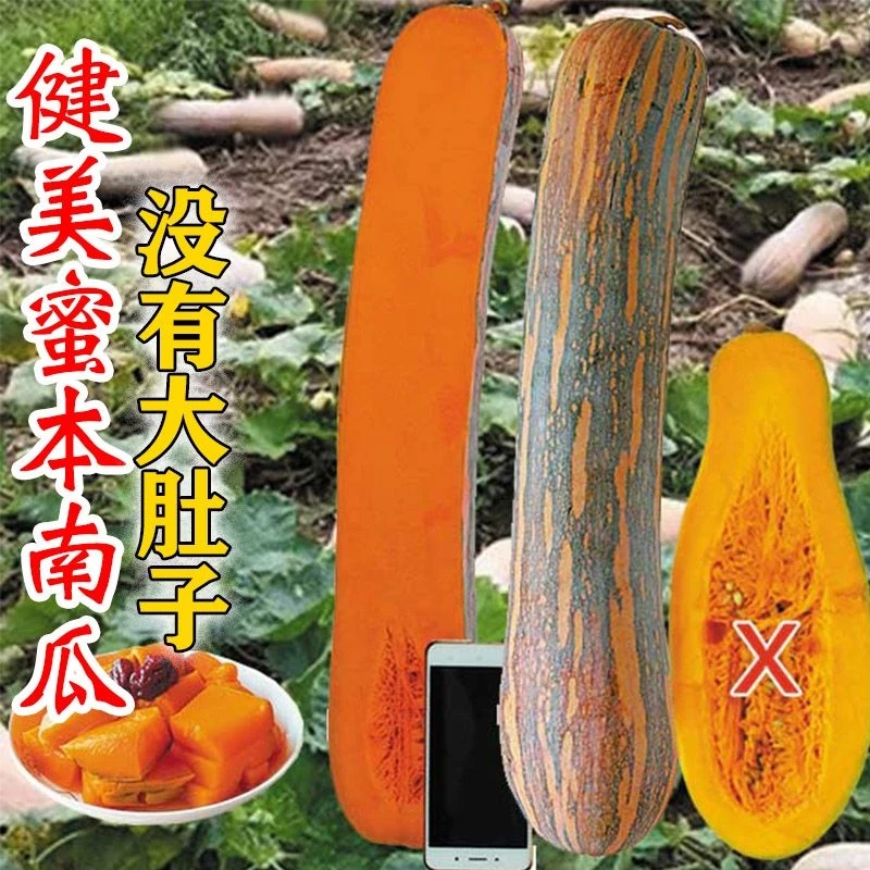 健美蜜本南瓜种子南瓜种籽孑大田蔬菜种子辅食甜糯口感密