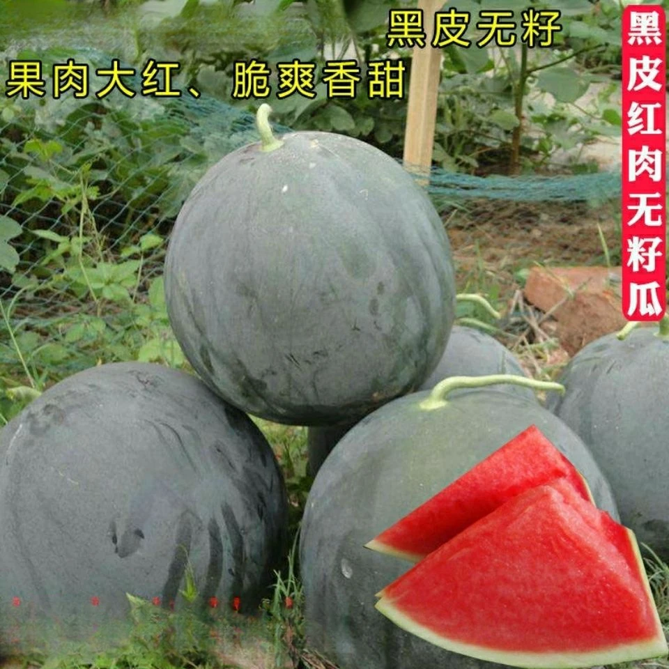 黑皮西瓜种子大甜早熟薄皮四季播水果黑皮巨型春季种