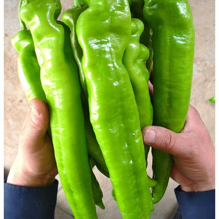 大牛角椒种子辣椒种籽肉厚青椒种子阳台盆栽菜园蔬菜种植件尖椒