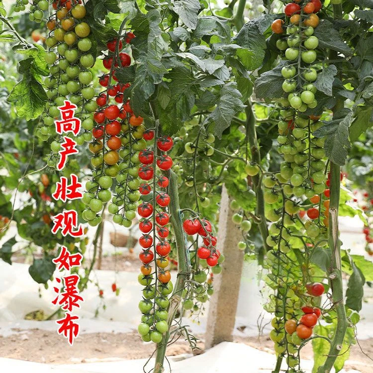 瀑布小番茄种子种籽圣女果樱桃西红柿种子四季盆栽蔬菜种子番茄种