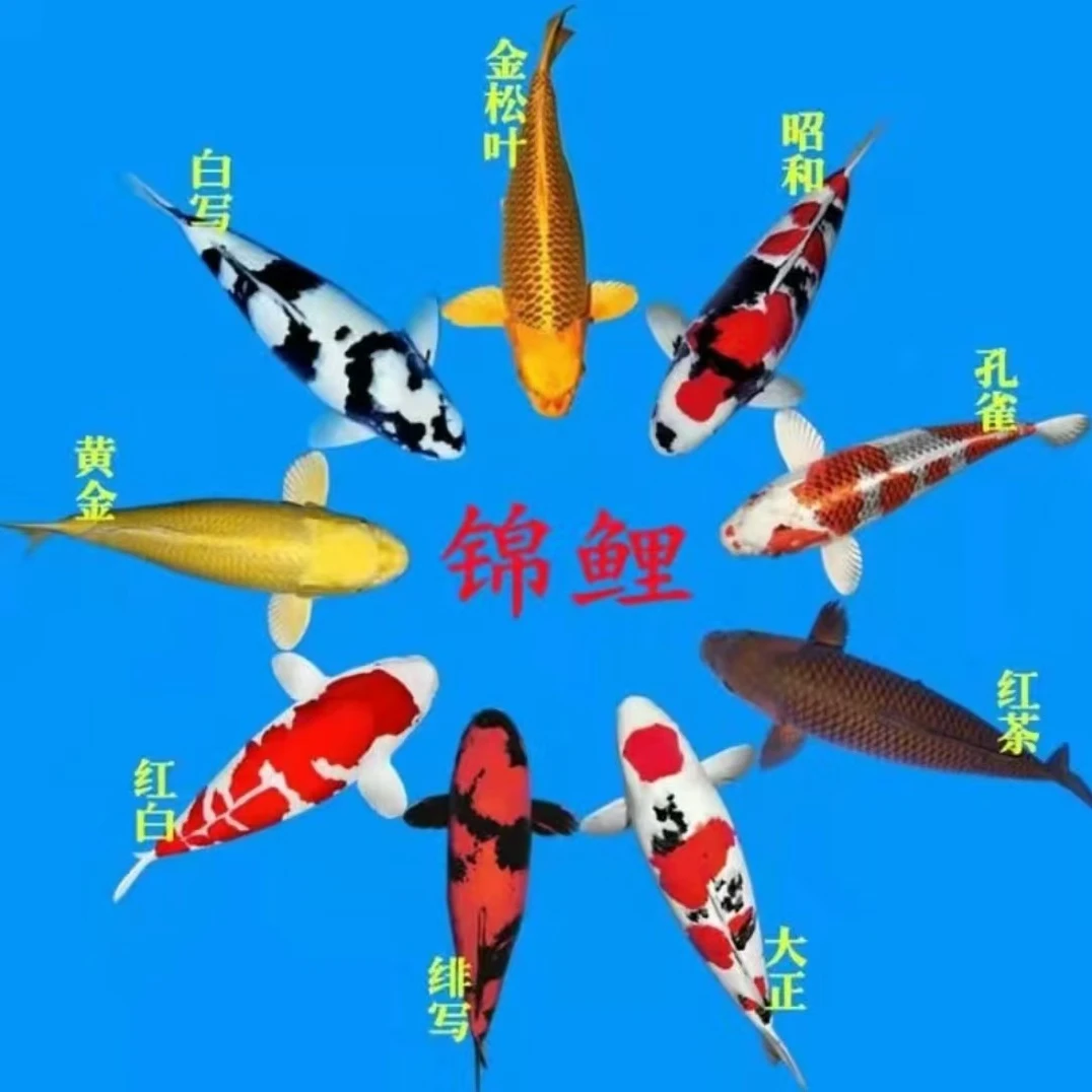 精品锦鲤，拍下不支持退换货2