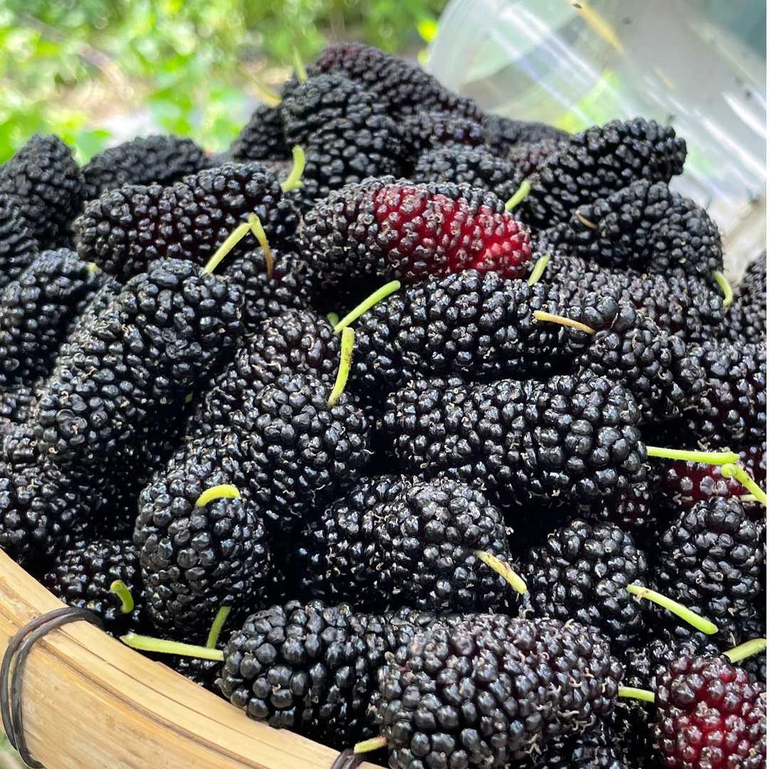 广东桑葚干泡水即食黑桑椹果干免洗中药泡酒即食150g药材