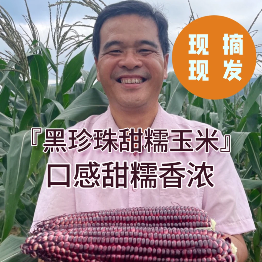 新鲜黑珍珠甜糯玉米现摘现发花青素低脂早餐当季