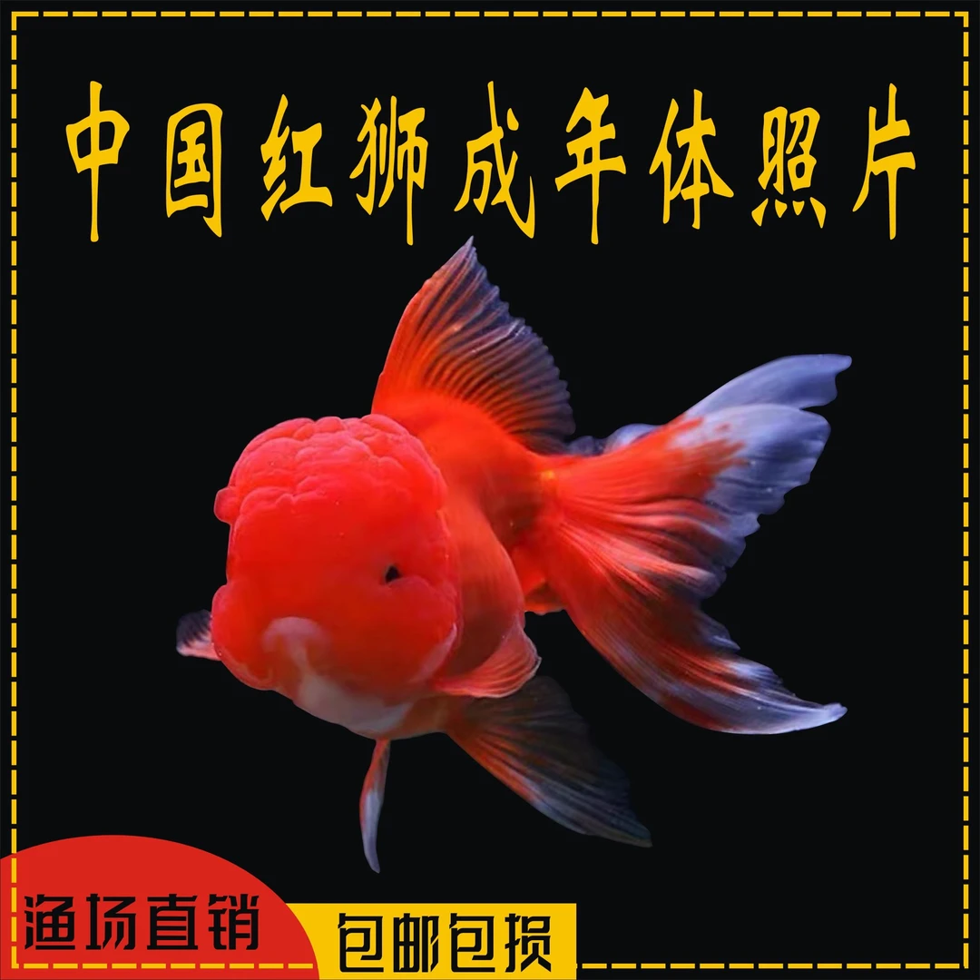 鸿运当头金鱼 观赏鱼 红狮子头国狮金鱼丹顶红冷水鱼淡水不用加温