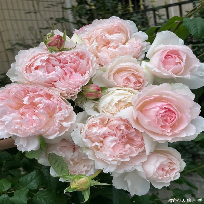 佩尔朱克月季大花切花玫瑰浓香型勤花阳台盆栽庭院地栽基地直发