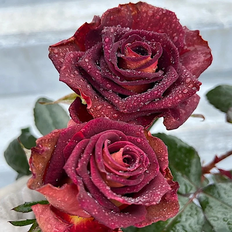 骇客月季大花切花抗病性好枝条健壮阳台盆栽月季基地直发包对版