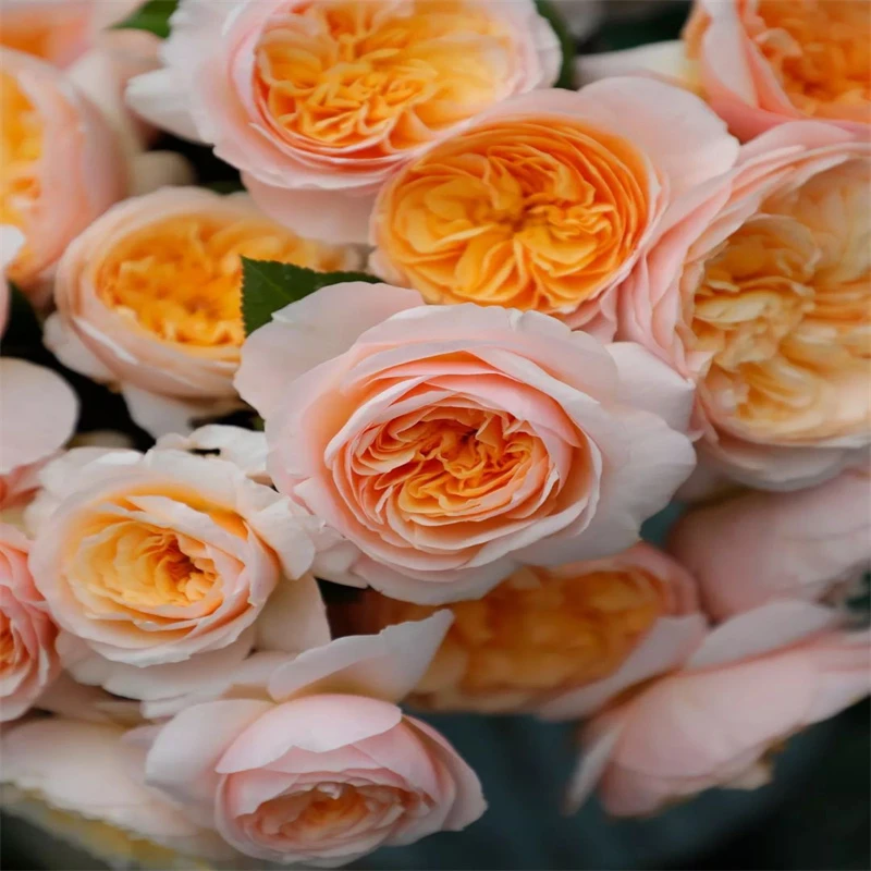 奥斯汀月季朱丽叶中大苗大花切花勤花抗病性好基地直发包对版