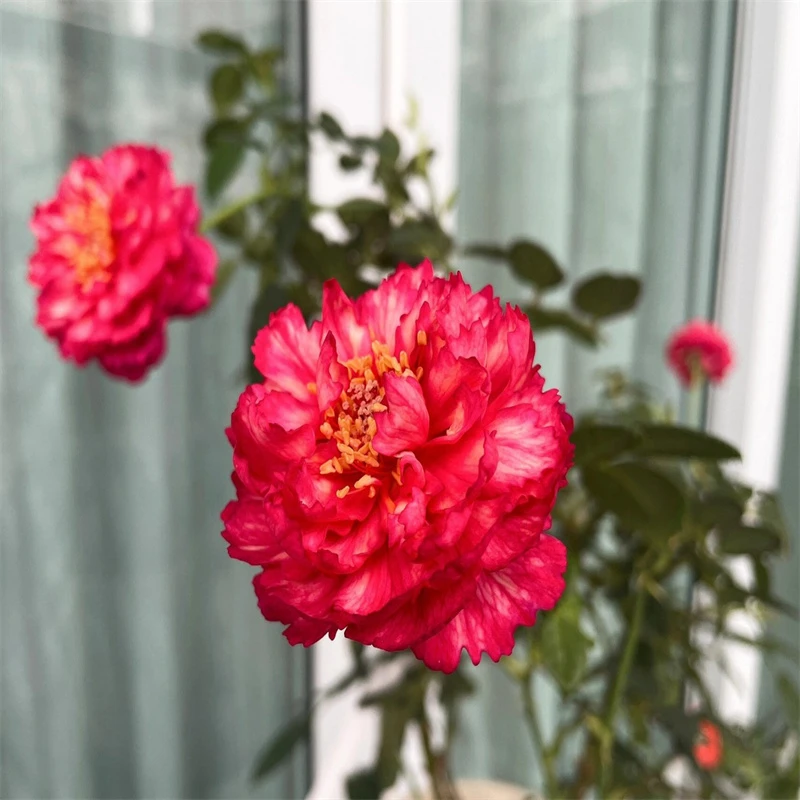 真彩230月季中大苗大花勤花浓香抗病性好庭院阳台基地直发包对版