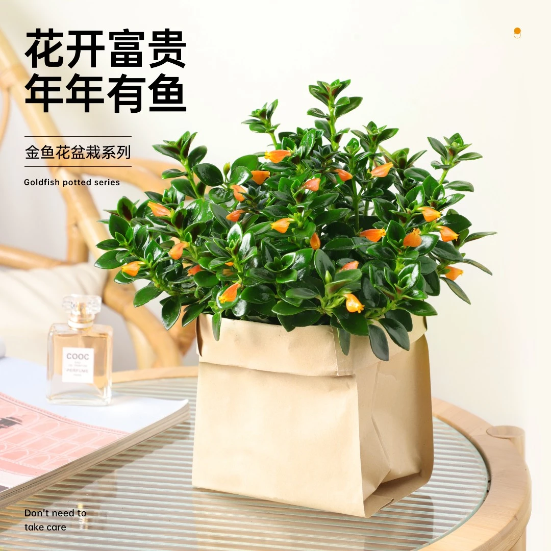 金鱼花吊兰带花苞鲜花盆栽四季花卉室内办公植物阳台绿植好养易活