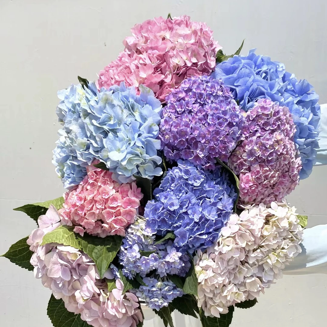 鲜花~绣球（签收后超48小时，不售后）