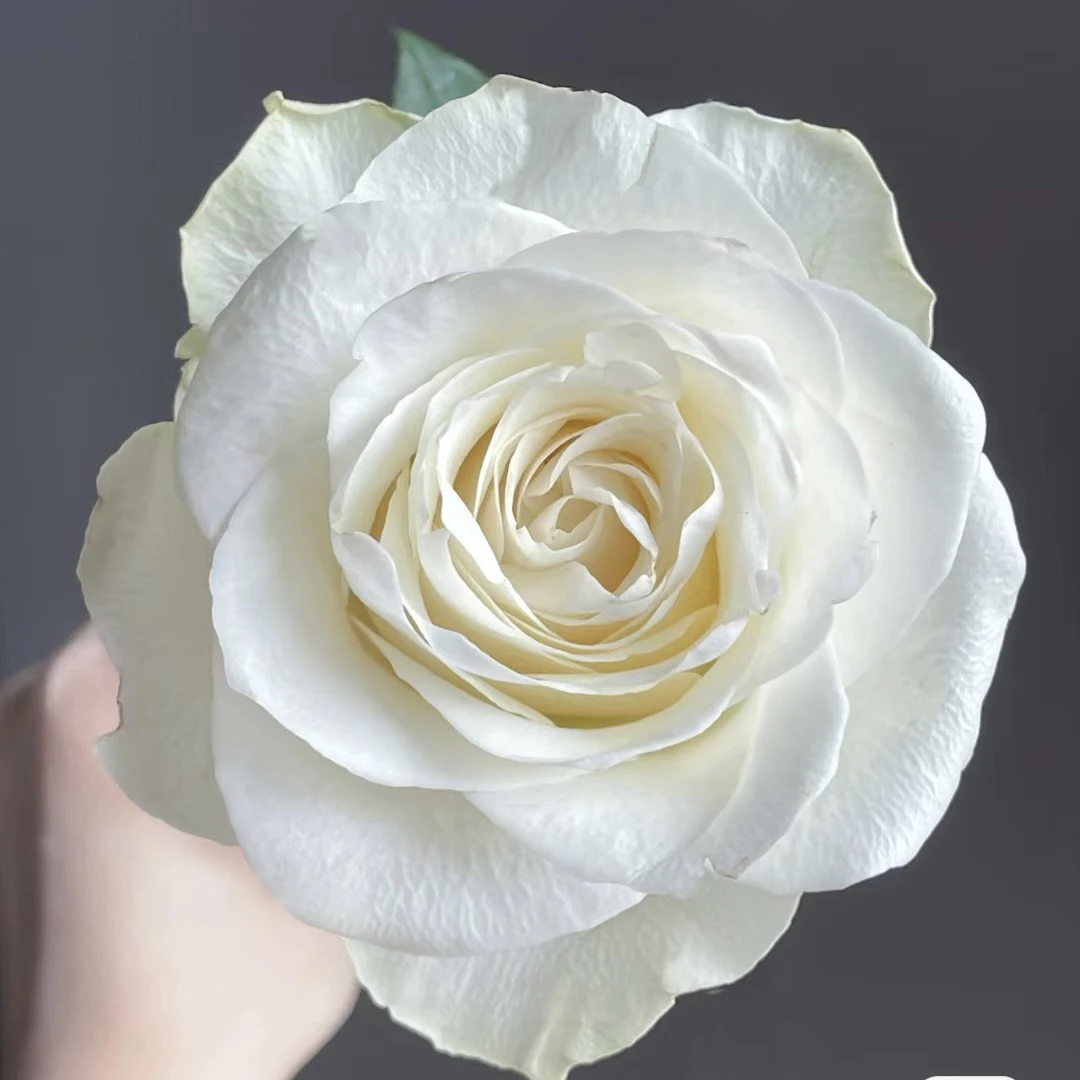 单头玫瑰~骄傲（签收后超48小时，不售后）