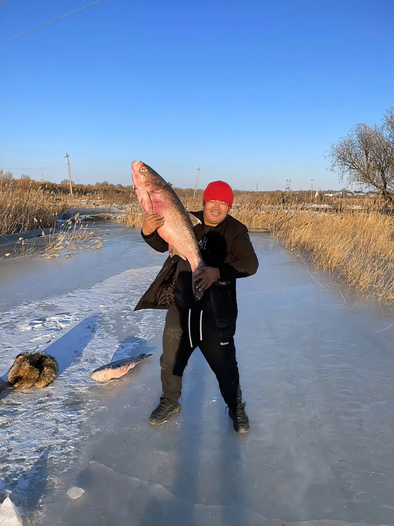 冷水大胖头鱼，12斤——22斤，冷冻发货，包邮到家