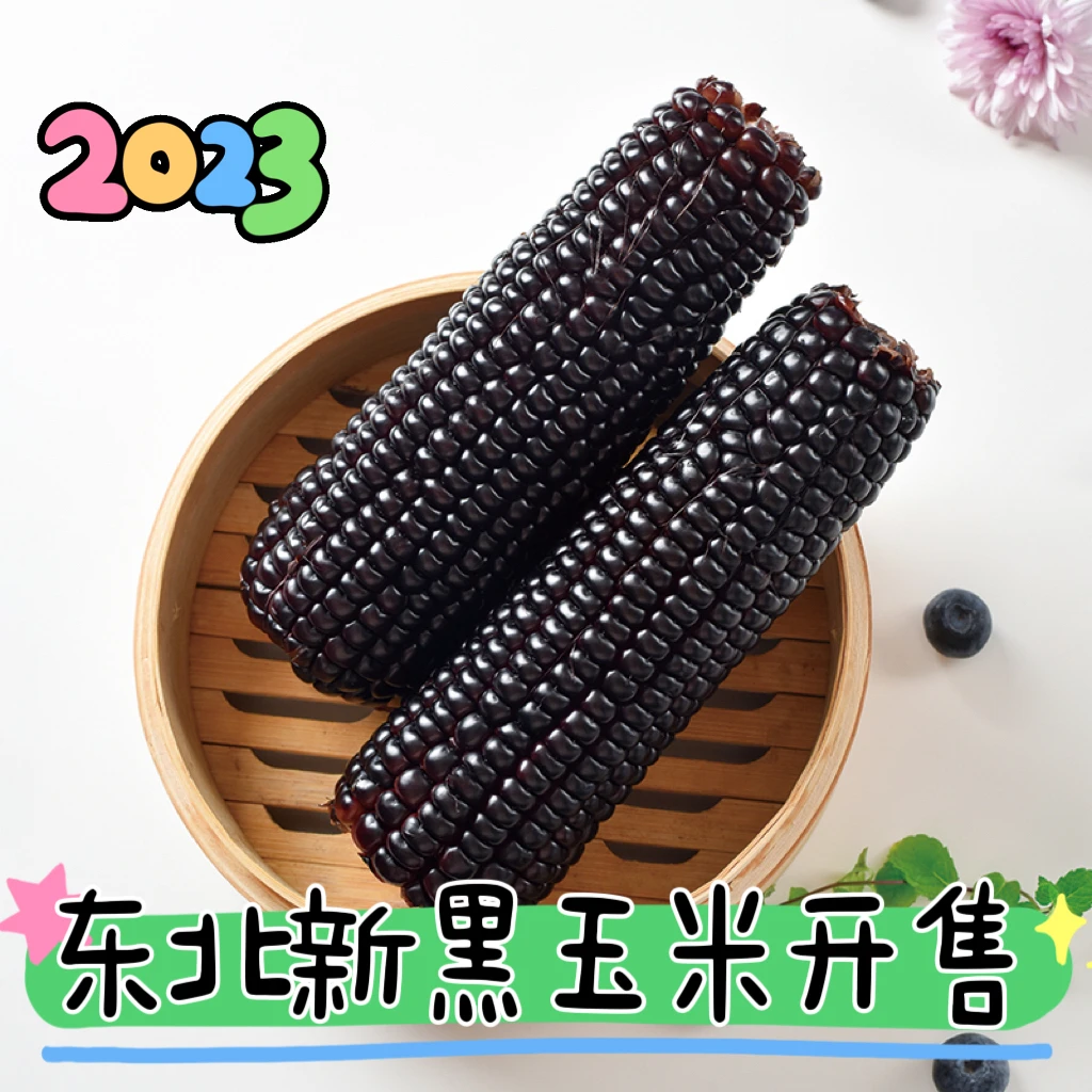 大棒东北黑糯粘糯玉米 软糯糯甜 真空锁鲜 220g*10支