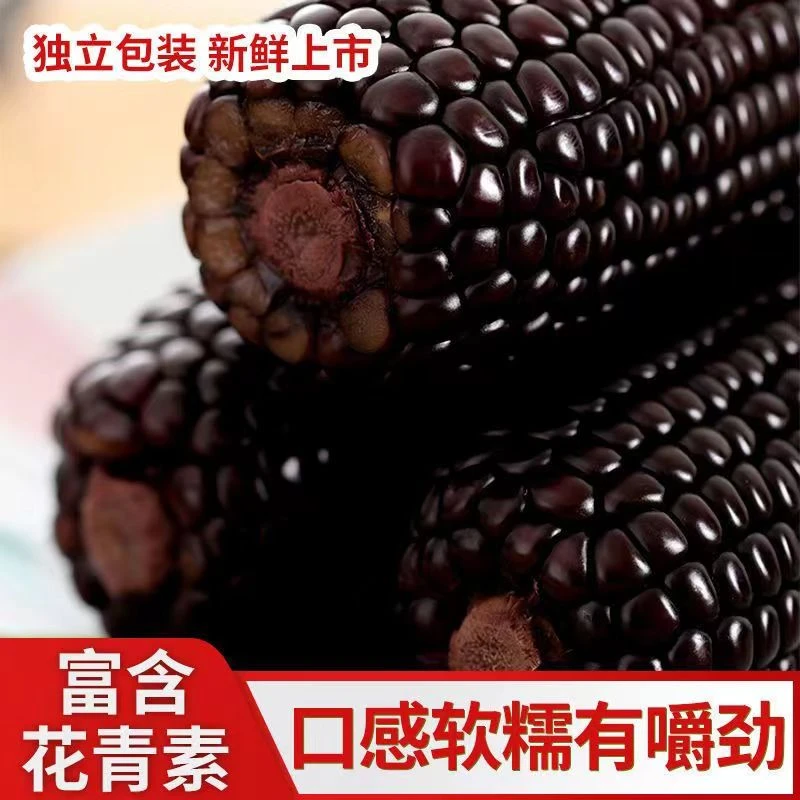 2024新鲜东北香糯黑糯玉米真空锁鲜 整箱 240g*10支