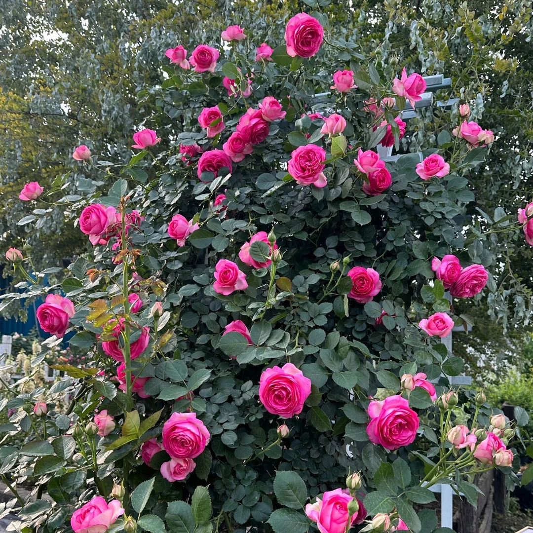 惠惠的花园深粉龙沙花色爬藤月季拱门花墙花柱植物庭院花卉盆栽苗