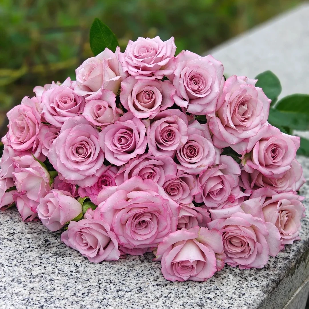 惠惠的花园新品切花玫瑰气场复古灰紫调四季开花阳台花苗网红植物