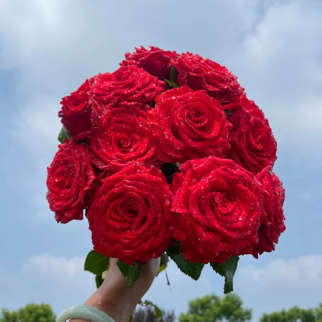 惠惠的花园直立月季珍爱红色大花玫瑰花苗盆栽多季开花网红植物