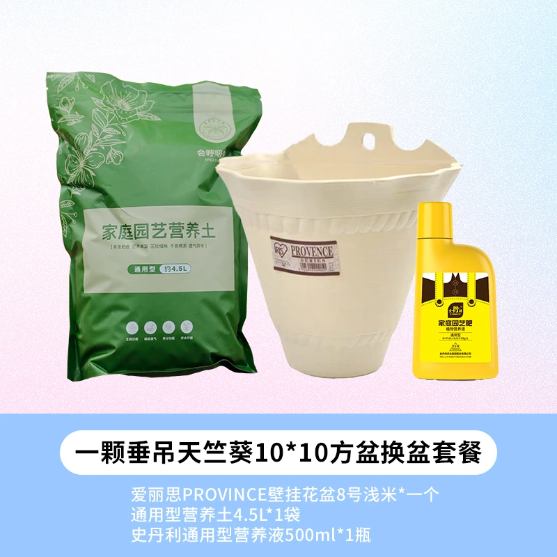 惠惠的花园垂吊天竺葵【换盆套餐】土盆肥通用型营养土爱丽丝花盆