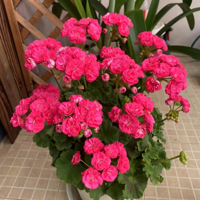 惠惠的花园直立天竺葵花苗罗莎琳达多季开大花球天竺葵花卉