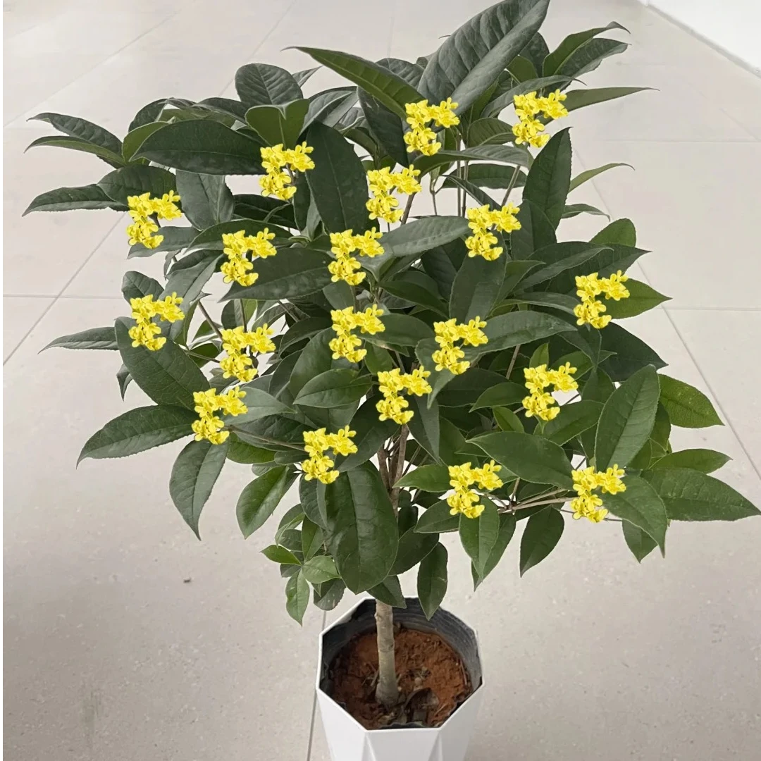 惠惠的花园 四季桂花 花园阳台种植四季开花木本花卉盆栽树苗